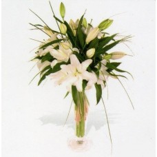 Lily Sensation